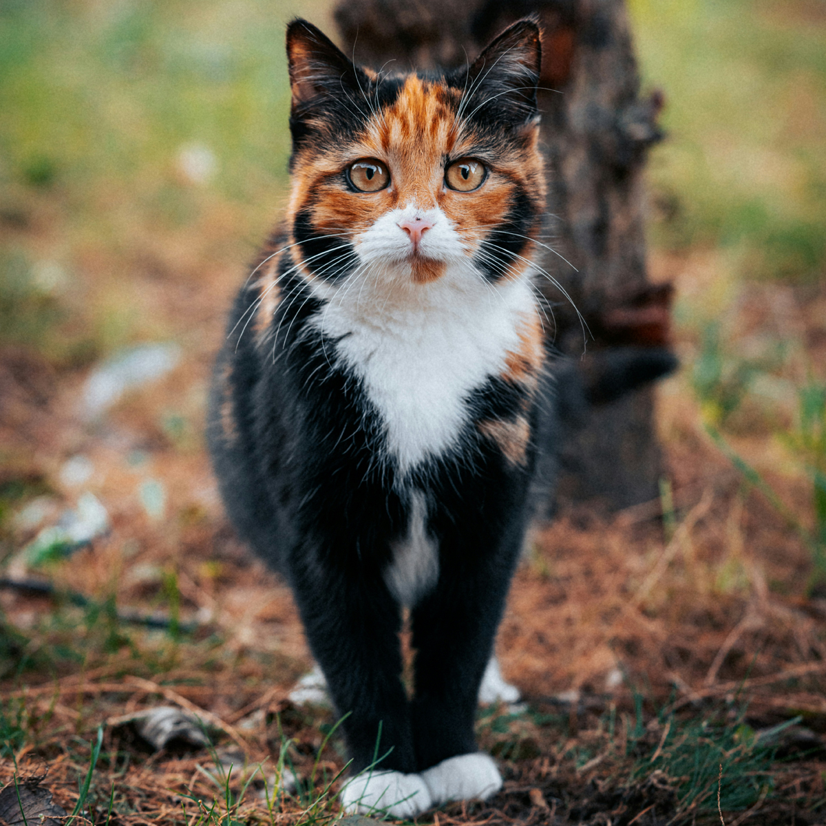 Coco (Holly Goodwin)