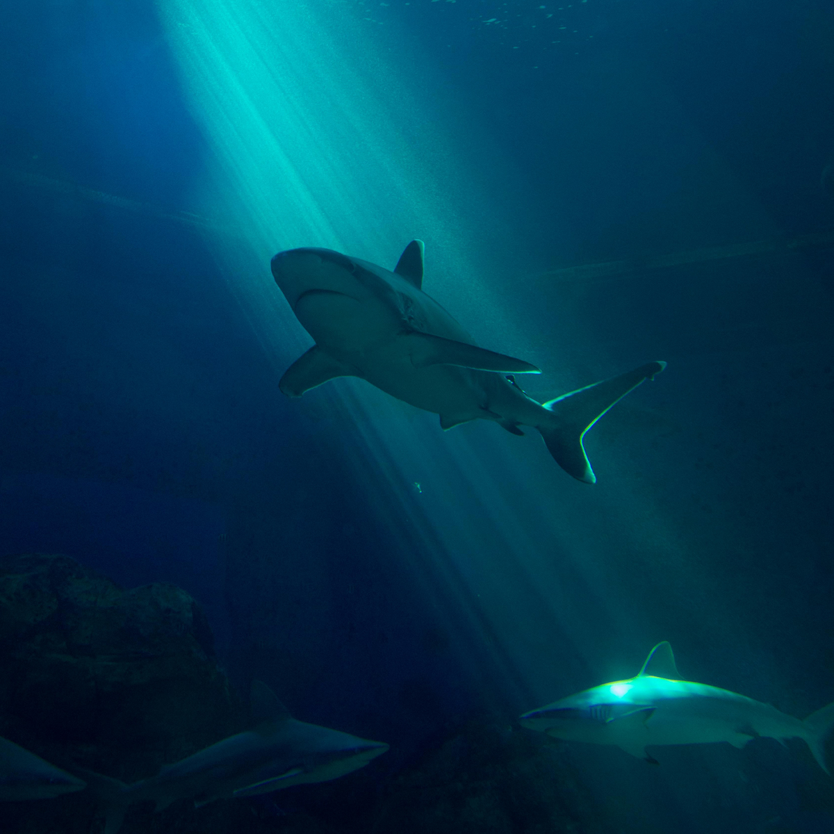 Haifische (Damien Midnight)