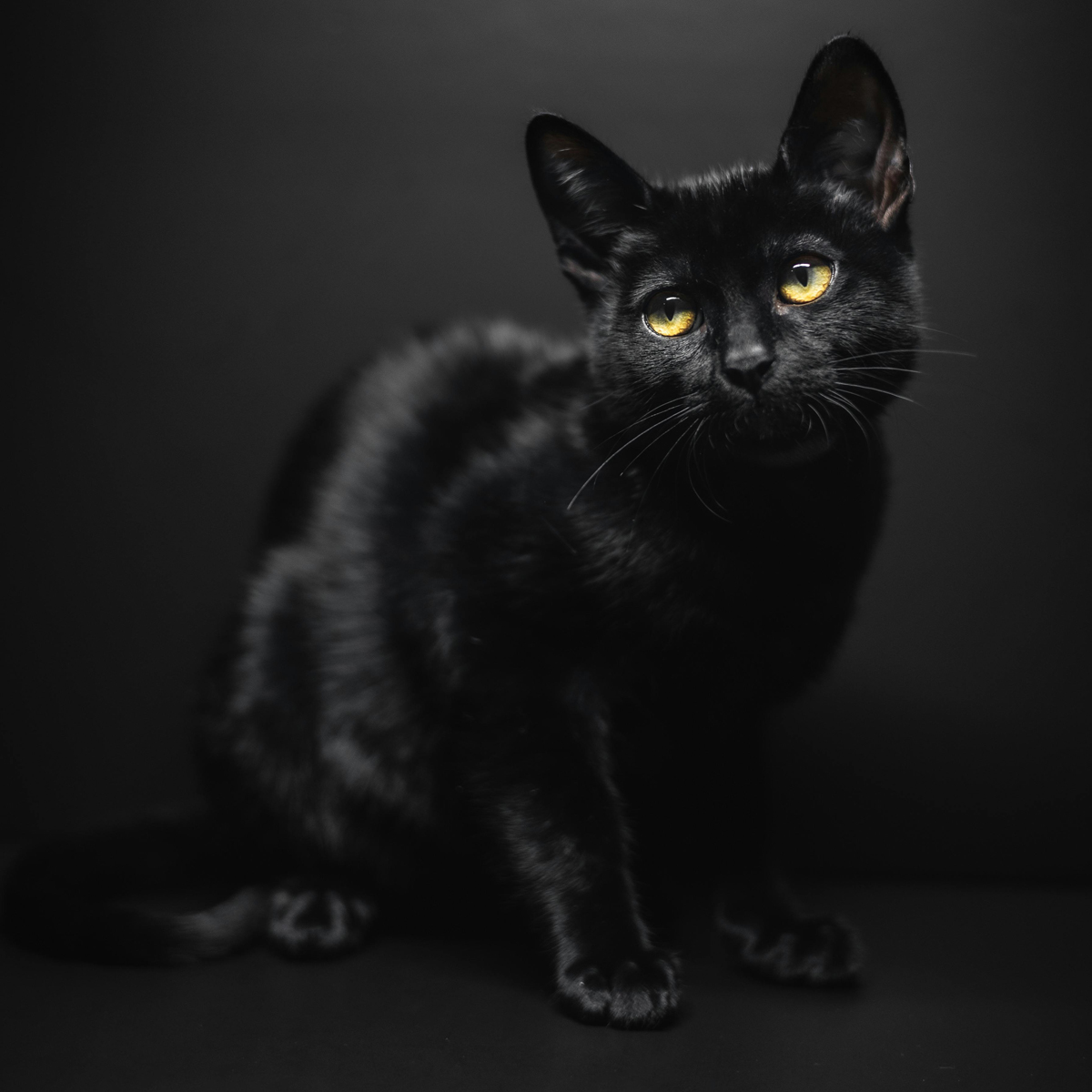 Pebble (Liana Everly)